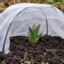 Луковичные взошли осенью: что делать с зелёными ростками?