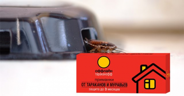 Как избавиться от тараканов навсегда: эффективные методы для дома