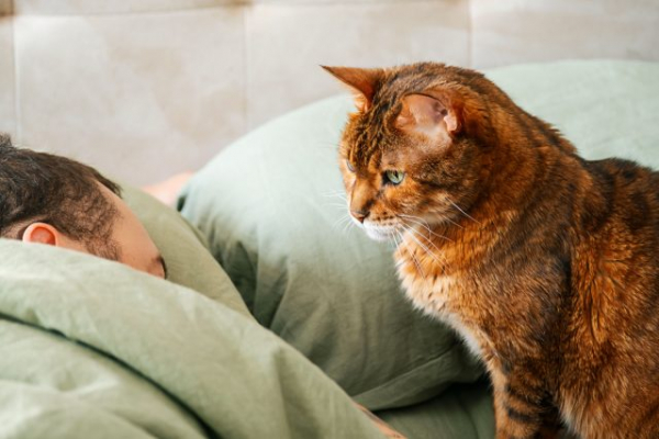 Кошка смотрит как вы спите: что ей от вас нужно?
