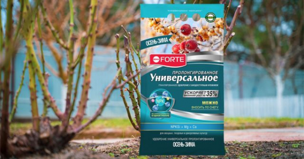 Правильная осенняя обрезка роз &mdash; залог успешной зимовки